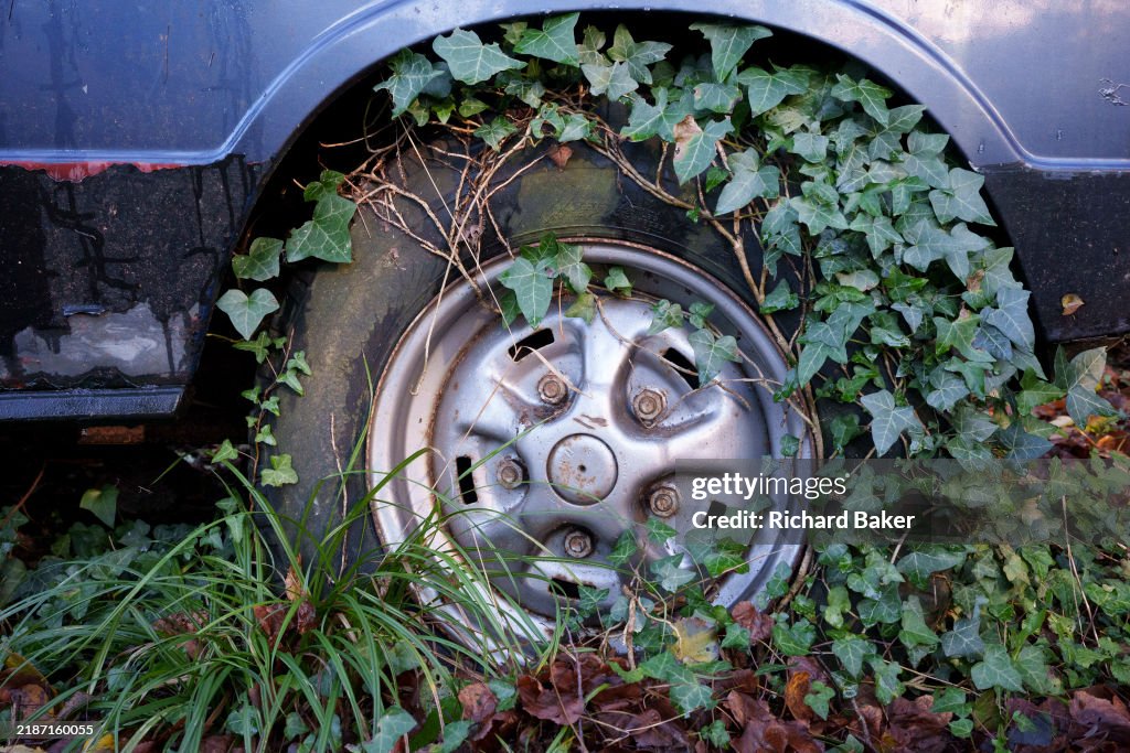Abandoned Car In Woods