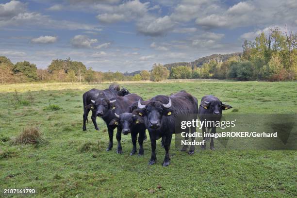 a small herd of water buffalo (bubalus arnee) stands in a meadow in a wetland, landscape conservation, nature conservation, burghausen, upper bavaria, bavaria, germany, europe - bufalo indiano foto e immagini stock