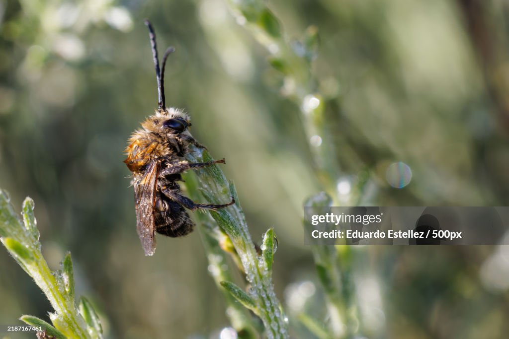 Close-up of insect on plant
