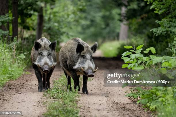 two wild boars walking on a dirt path in a forested area - allesfresser stock-fotos und bilder