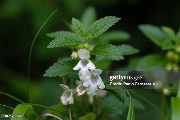 melittis melissophyllum also known as lemon balm flowering - lemon balm tea stock pictures, royalty-free photos & images