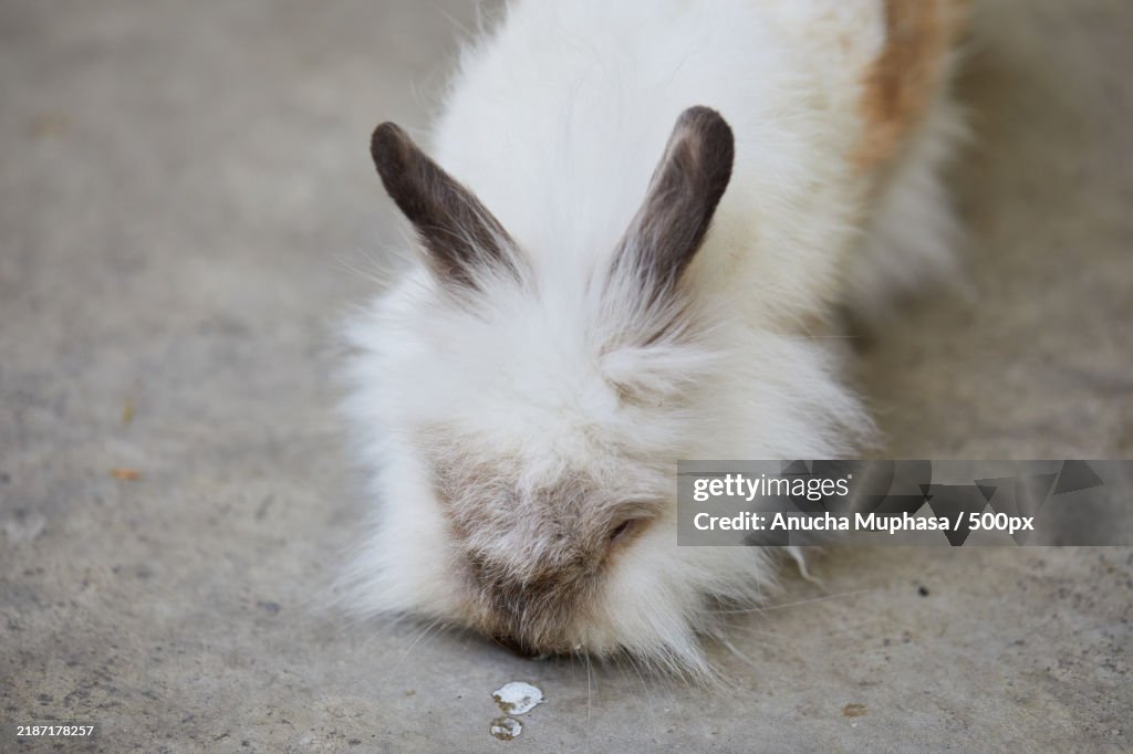 Close-up of rabbit
