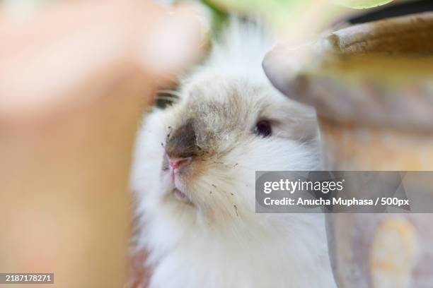 Stunned Rabbit 107 Shocked Rabbit Stock Photos, High-Res Pictures, and Images - Getty ...