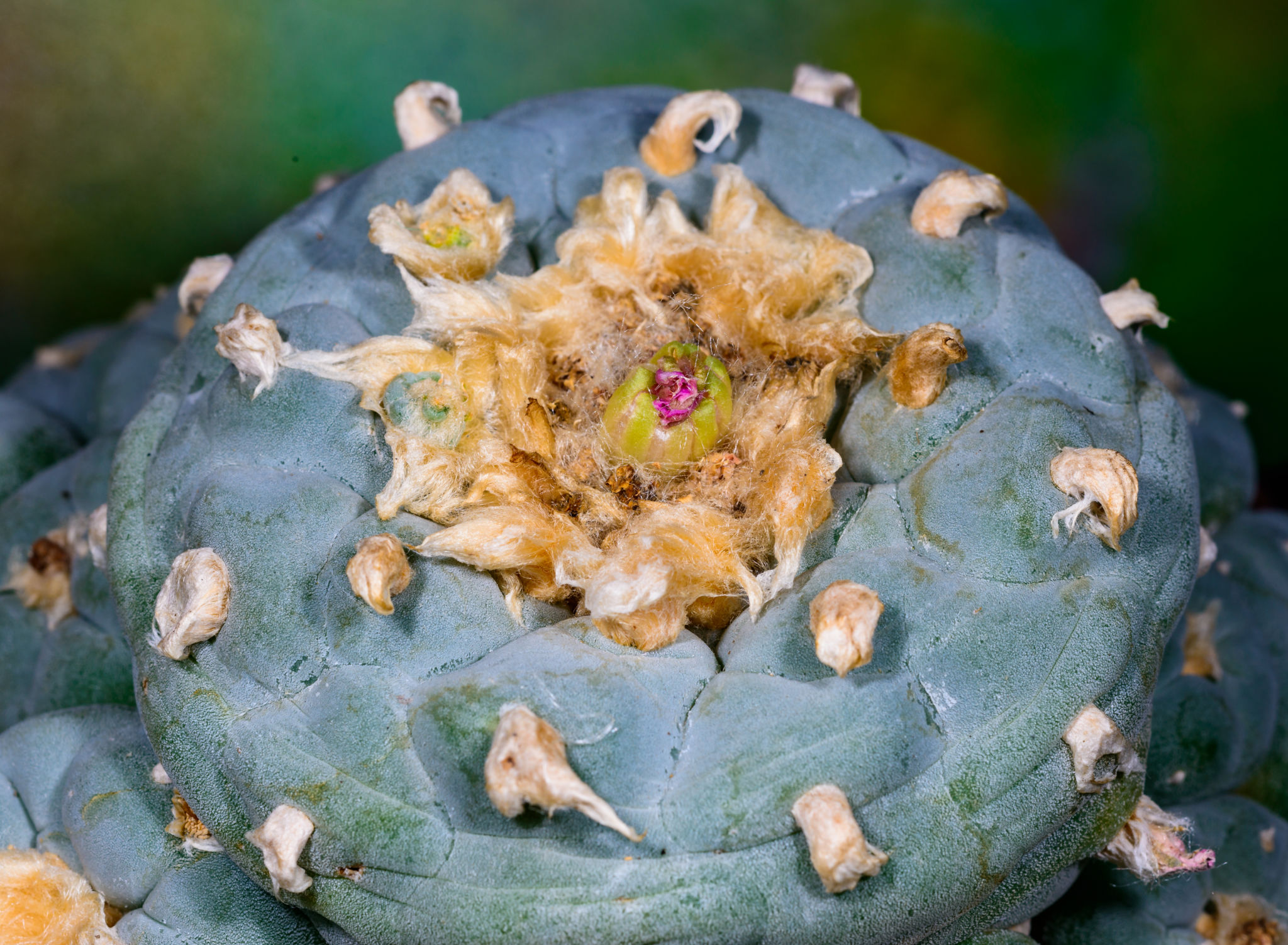drought-resistant plants