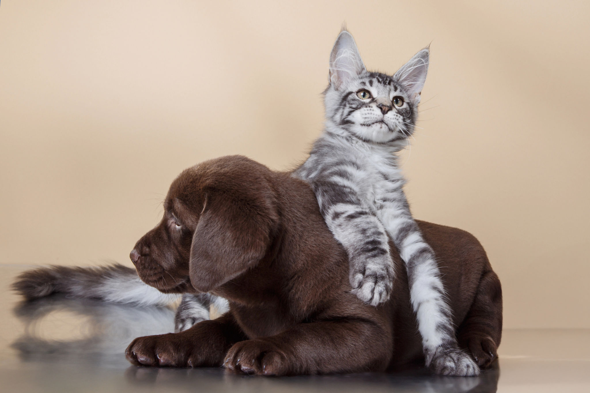 puppy breeds