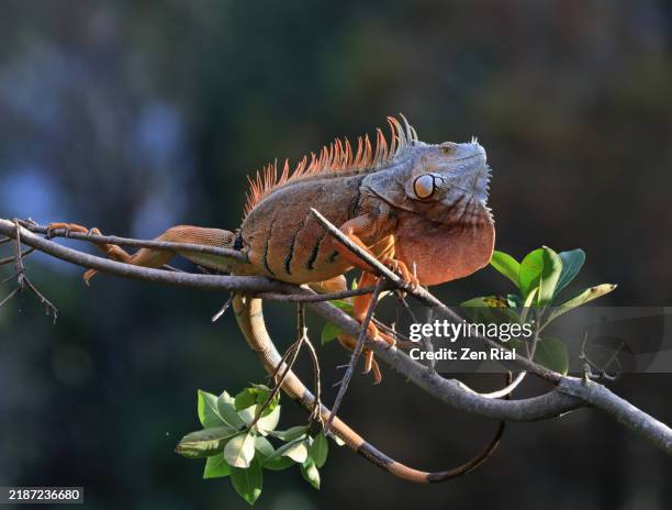 iguana on a crab apple tree in a florida wetland - dewlap stock pictures, royalty-free photos & images