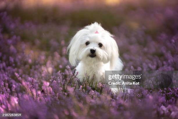 portrait of a maltese in blooming heathers - malteser stock-fotos und bilder