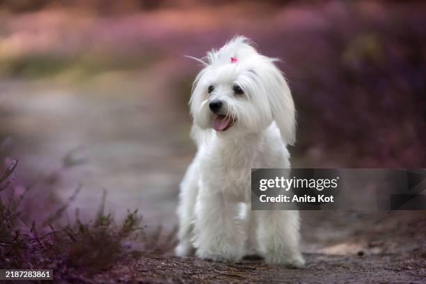 white maltese walks along a path among blooming heather - maltese foto e immagini stock