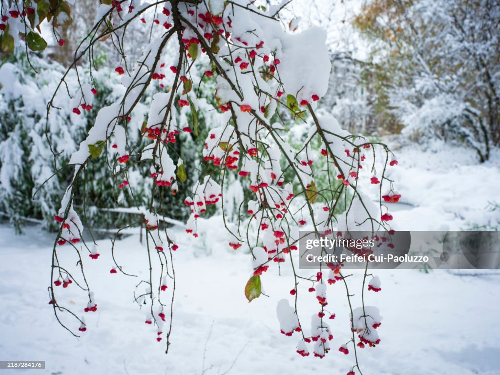 Euonymus europaeus fruit with snow
