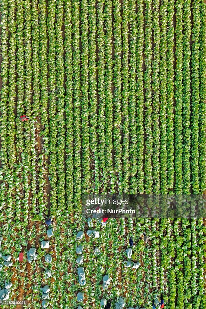 Chinese Cabbage Harvest