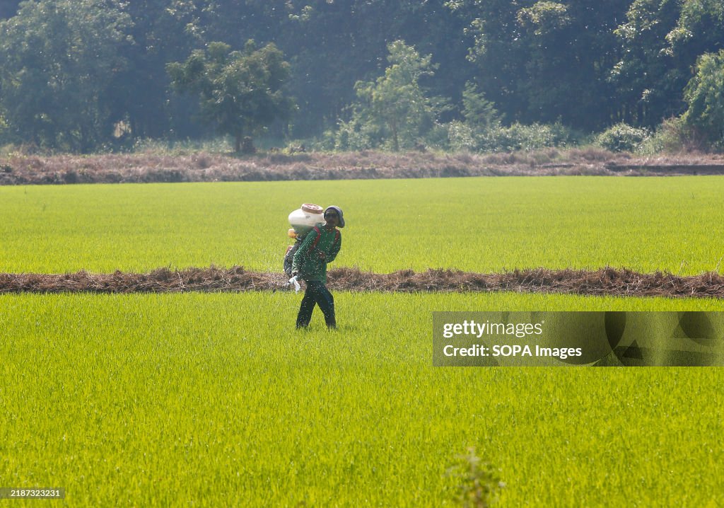 A farmer sprays pesticide over his rice field...