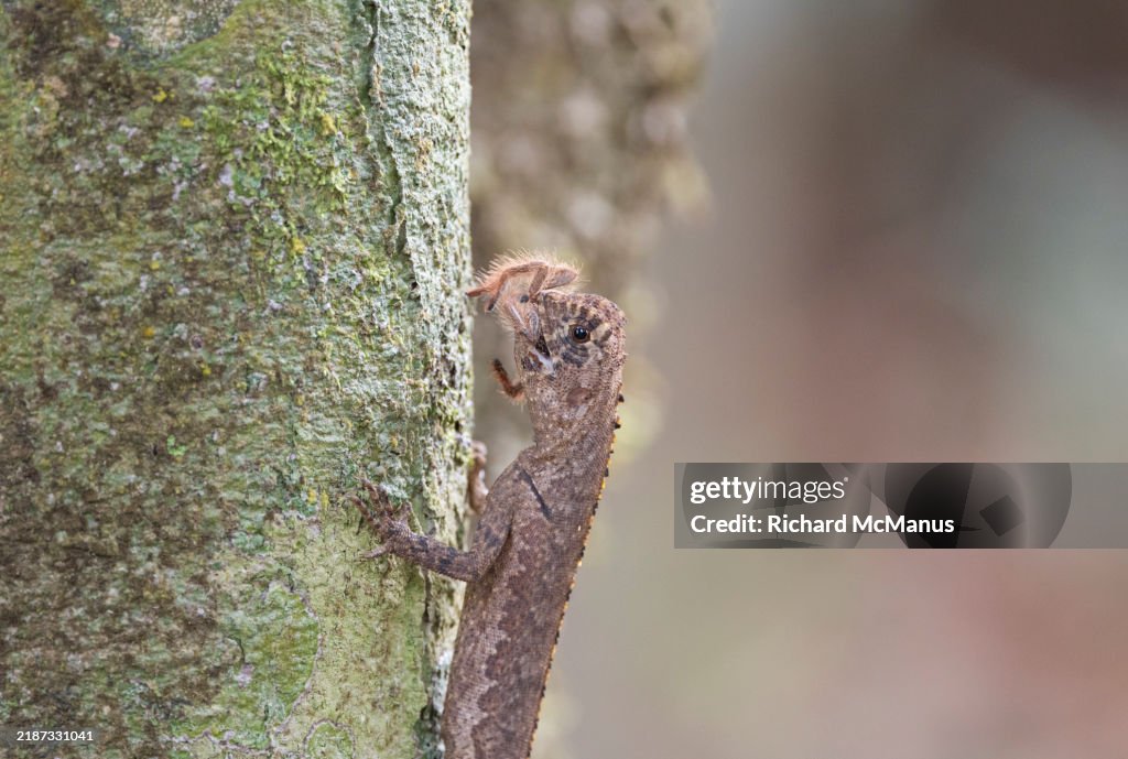 Diving Lizard High-Res Stock Photo - Getty Images
