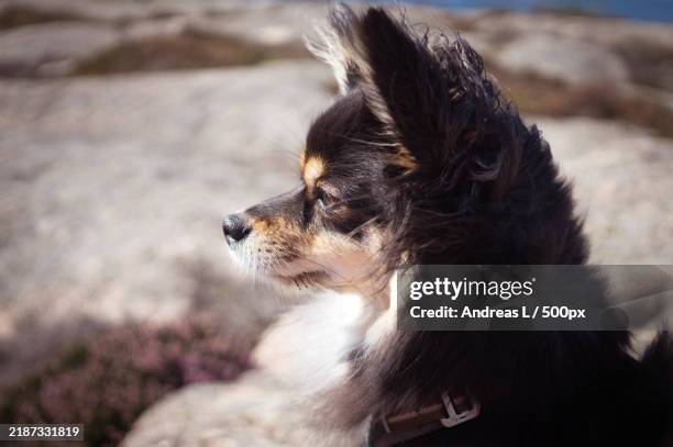 close-up of lap chihuahua - long hair chihuahua puppies stock pictures, royalty-free photos & images