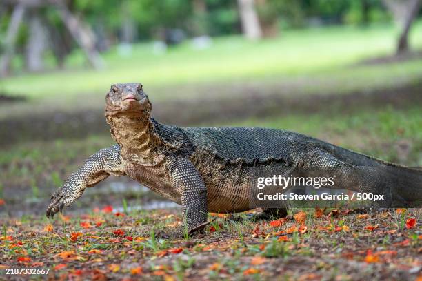 close-up of iguana on field,bangkok,thailand - komodo dragon stock pictures, royalty-free photos & images