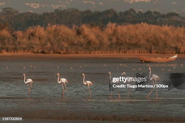 side view of flamingos in sea,aveiro,centro,portugal - flamingo grande imagens e fotografias de stock