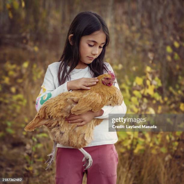 girl age 8 holding chicken outdoors - common aspen tree stock pictures, royalty-free photos & images