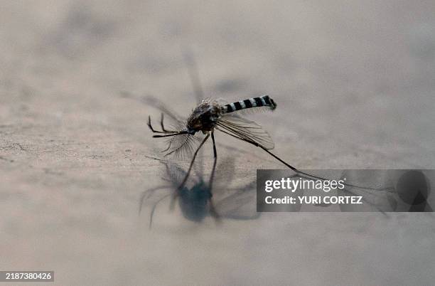 Mosquito is pictured on a surface in Mexico City on December 2, 2024.