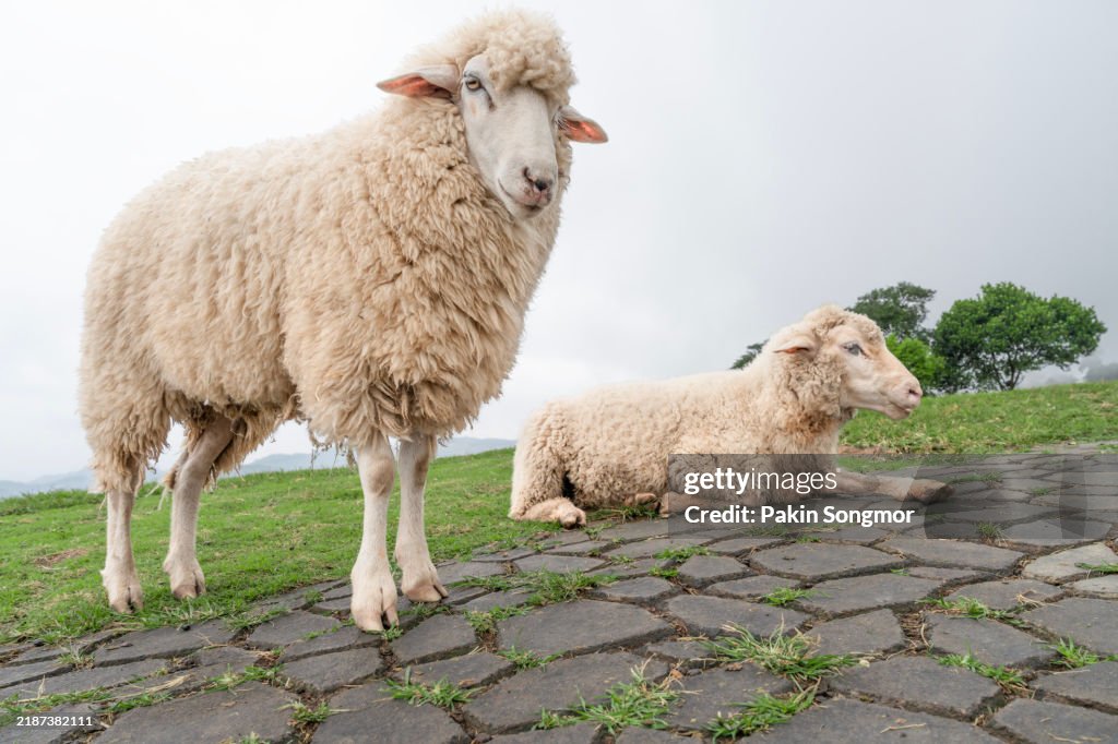 A flock of sheep on a hilltop at Doi Chang, Chiang Rai, Thailand