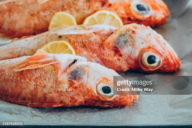 fresh red snapper with lemon slices on baking tray - perfect for seafood recipes and cooking inspiration - schnapper stock-fotos und bilder