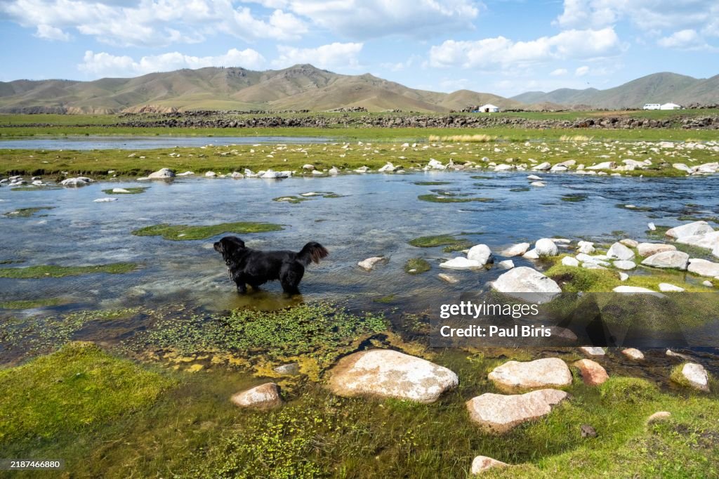Beautiful black dog in the Orkhon river in Mongolia , Orkhon Valley, Central Mongolia