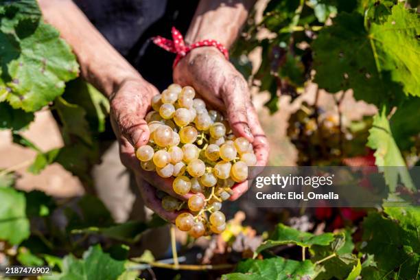 winemaker holding a bunch of white grapes during harvest - uva imagens e fotografias de stock