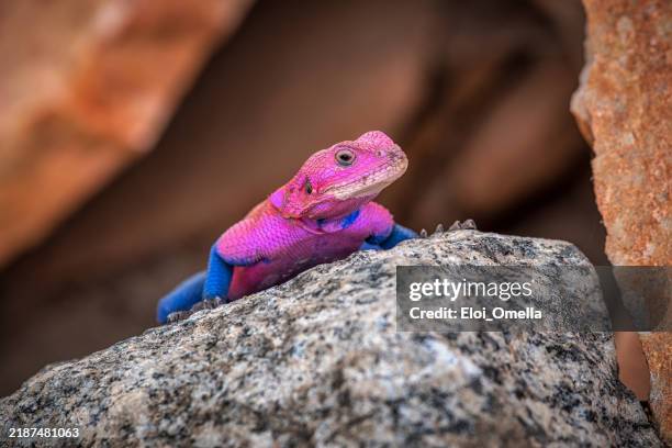 mwanza flat-headed rock agama lizard basking on a rock - agama family stock pictures, royalty-free photos & images