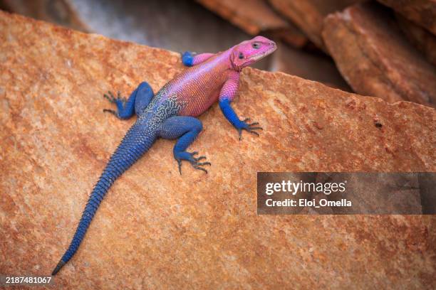 mwanza flat-headed rock agama lizard basking on a rock - agama family stock pictures, royalty-free photos & images