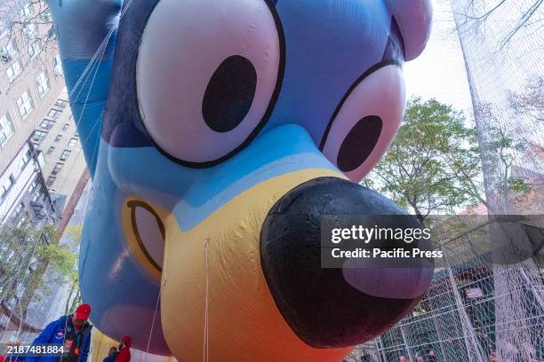 Bluey Exploding 243 Bluey Day Stock Photos, High-Res Pictures, and Images - Getty Images