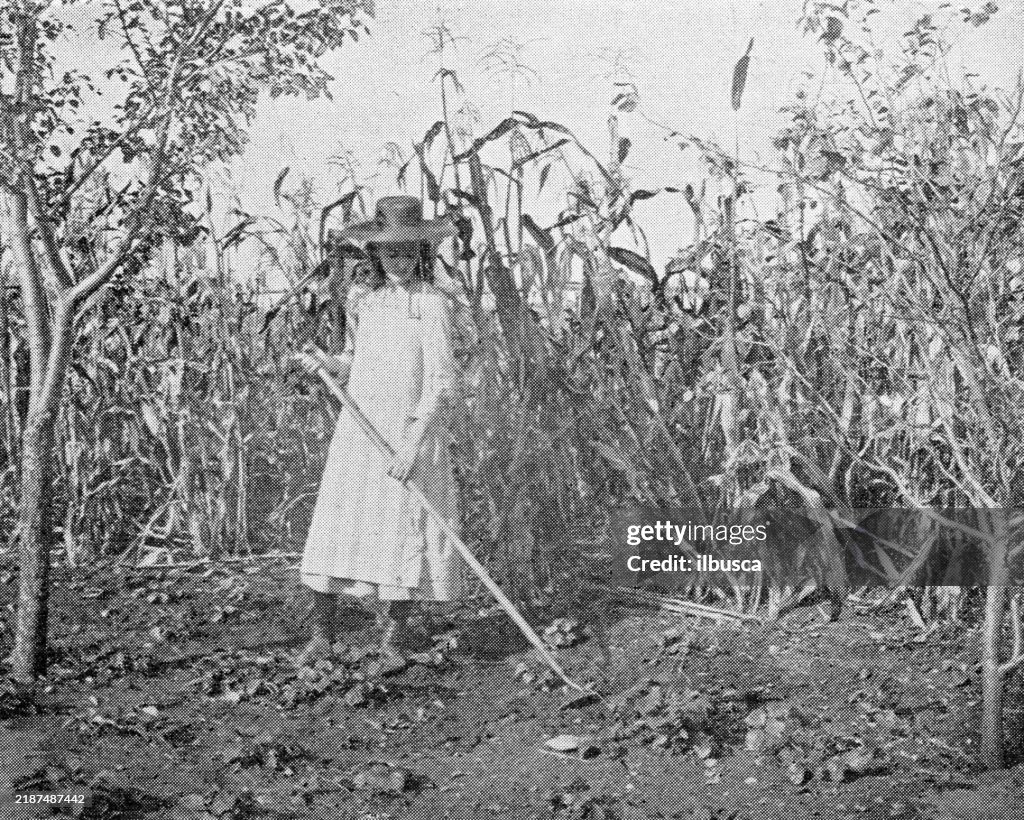 Antique image of Franklin County, Massachusetts: Strawberry patch