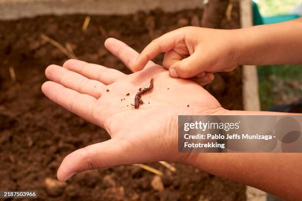 child pointing at earthworm held in adult's hand over soil - worm stock pictures, royalty-free photos & images