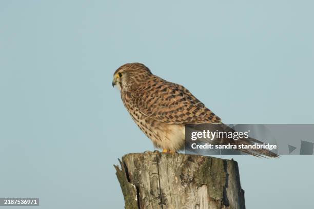 a hunting kestrel, falco tinnunculus, perching on a fence post in a meadow. - perching stock pictures, royalty-free photos & images
