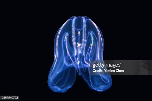 warty comb jelly (mnemiopsis leidyi) - bumpy stock pictures, royalty-free photos & images
