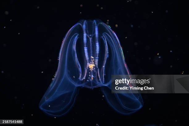 warty comb jelly (mnemiopsis leidyi) - warts fotografías e imágenes de stock