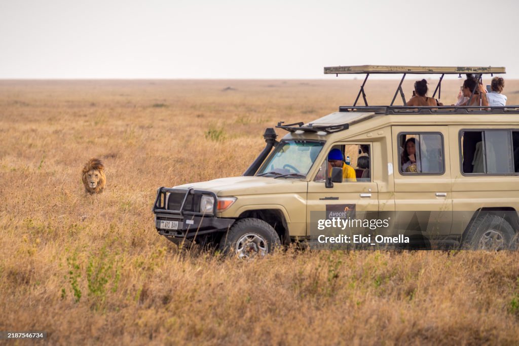 Tourists watching lion approaching safari jeep in Serengueti National park