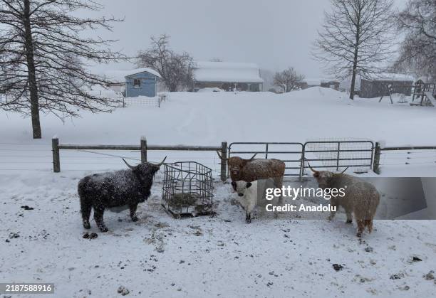 Herd of cattle struggle during heavy lake-effect snowstorm that blankets the Ashtabula County with 36.5 inches of snow in Ohio, USA on December 03,...