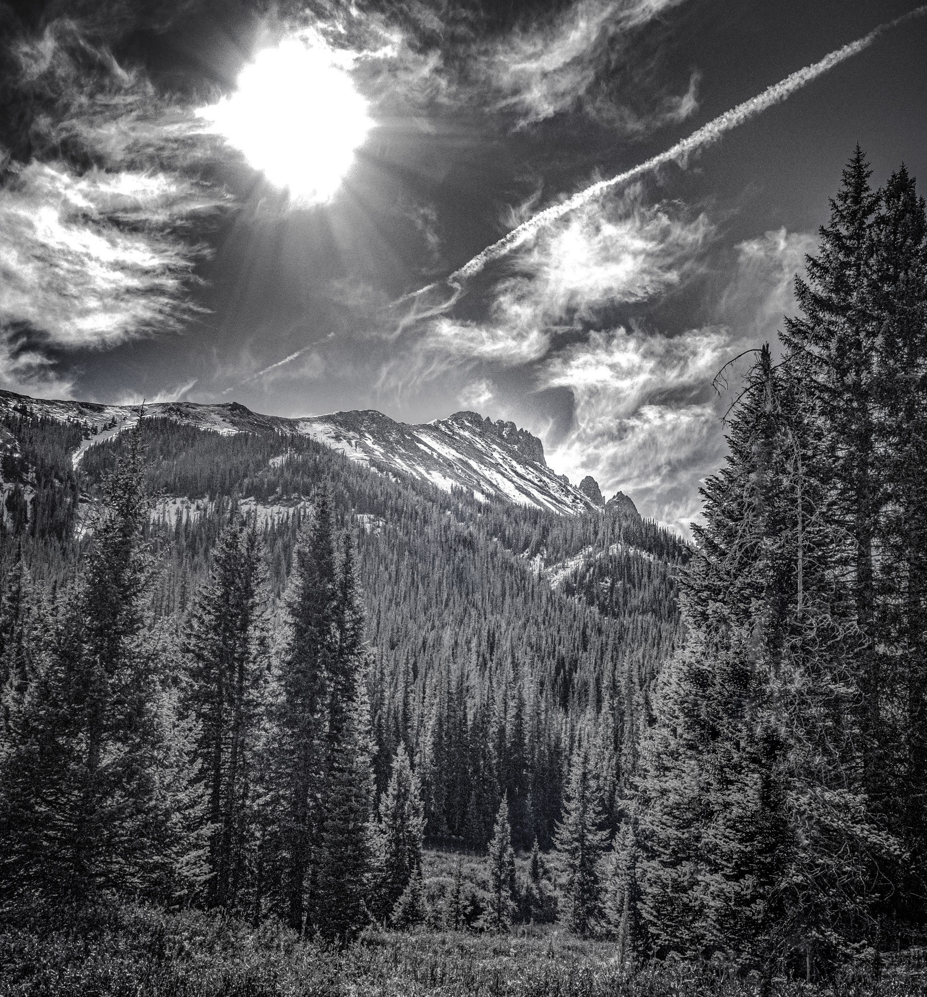 walden landscape