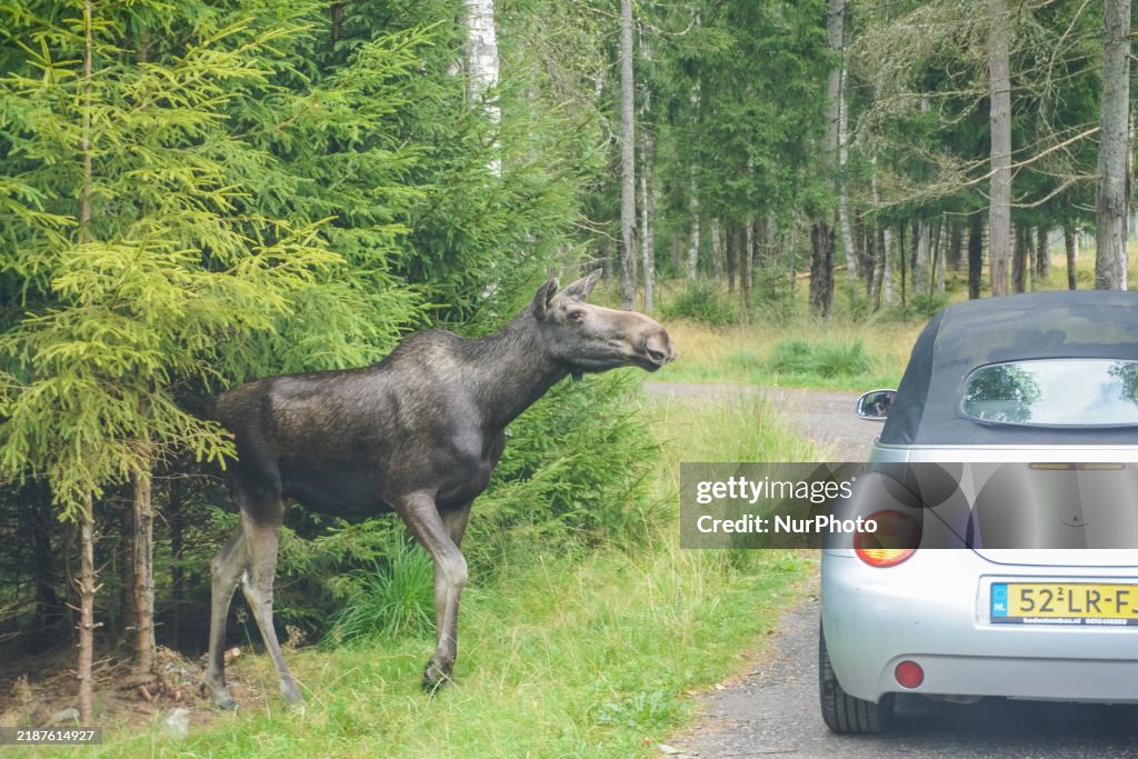 Moose Park In Markaryd, Sweden