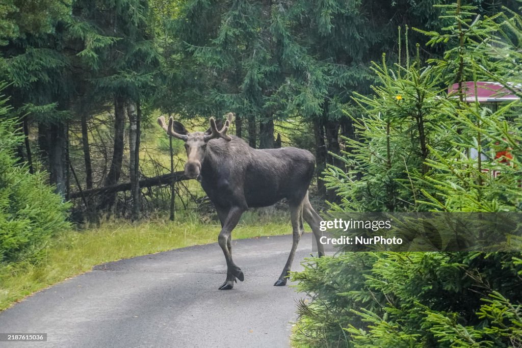 Moose Park In Markaryd, Sweden