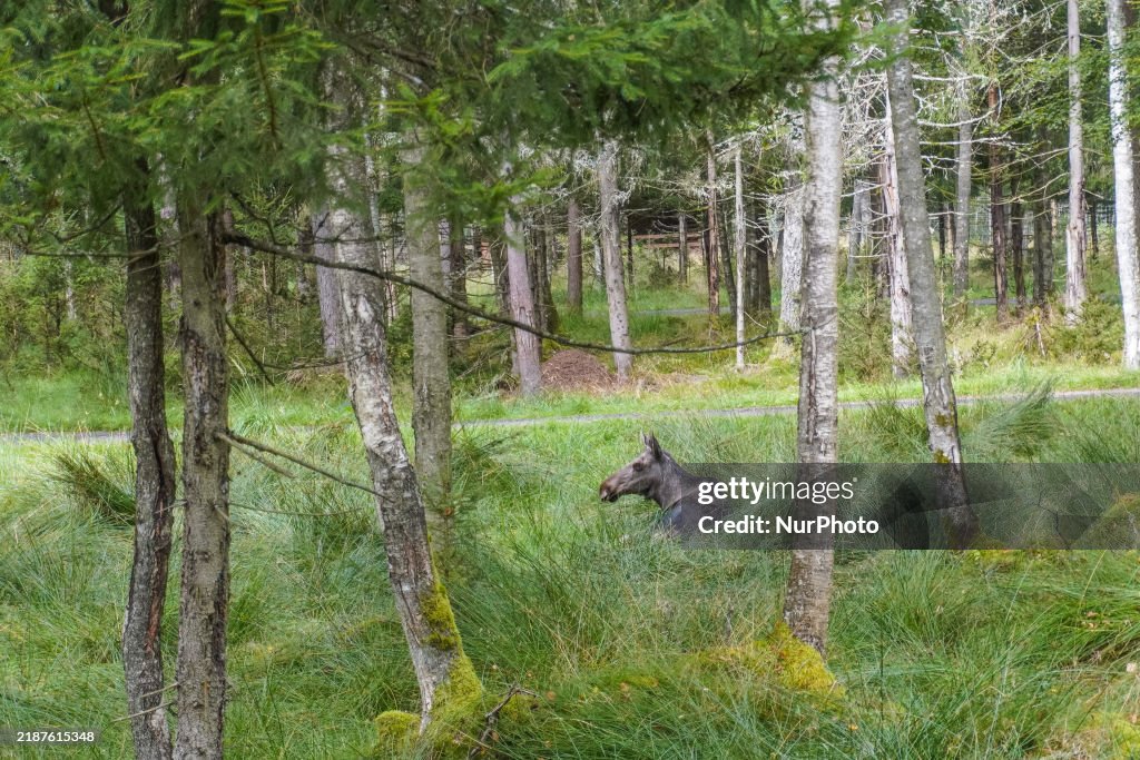 Moose Park In Markaryd, Sweden