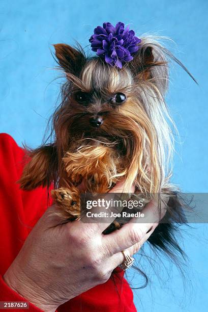 Linda Hopson holds her dog named Tiny Pinocchio June 2, 2003 in St. Petersburg, Florida. Hopson is vying to have her dog named the world's smallest...