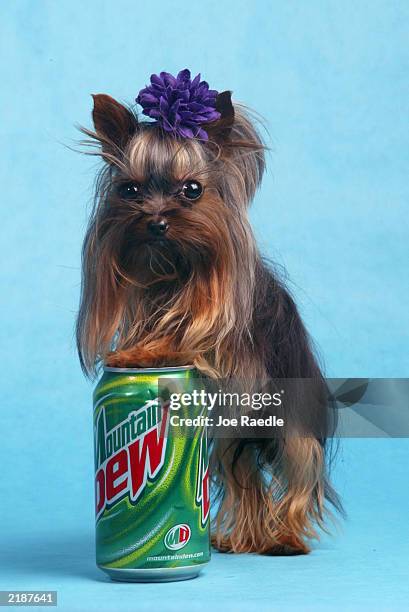 Tiny Pinocchio leans against a soda can June 2, 2003 in St. Petersburg, Florida. Linda Hopson, Tiny Pinocchio's owner, is vying to have her dog named...