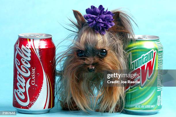 Tiny Pinocchio stands between two soda cans June 2, 2003 in St. Petersburg, Florida. Linda Hopson, Tiny Pinocchio's owner, is vying to have her dog...