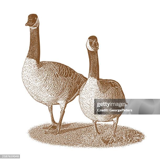 two canada geese walking - bird migration stock illustrations