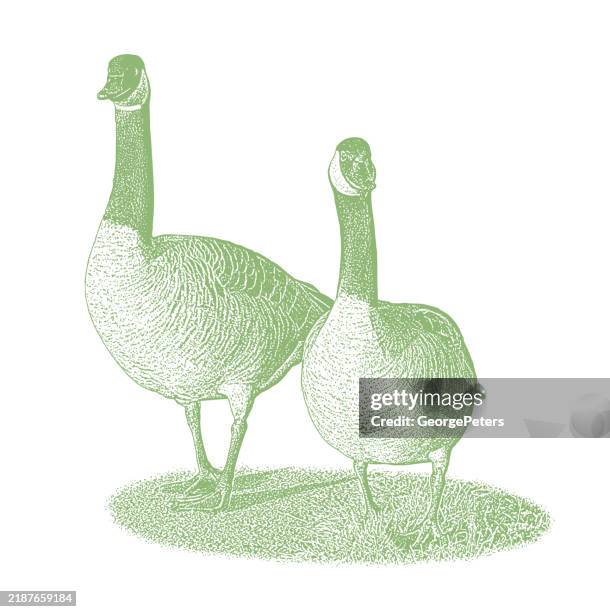 two canada geese walking - canada goose stock illustrations