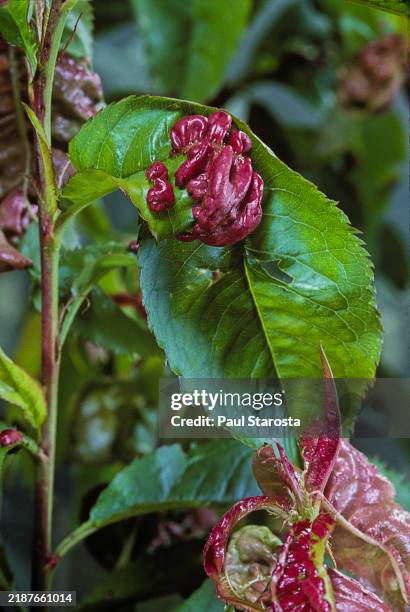 taphrina deformans (peach leaf curl) - agent pathogène fongique photos et images de collection