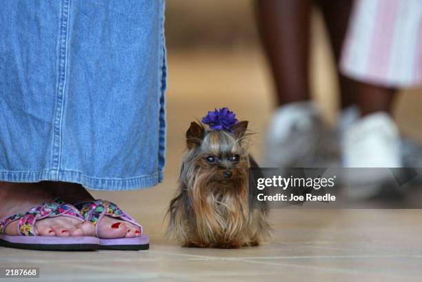 Linda Hopson walks her dog, Tiny Pinocchio, in a mall June 2, 2003 in St. Petersburg, Florida. Hopson is vying to have her dog named the world's...