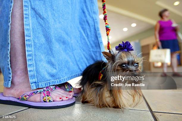 Linda Hopson walks her dog, Tiny Pinocchio, in a mall June 2, 2003 in St. Petersburg, Florida. Hopson is vying to have her dog named the world's...