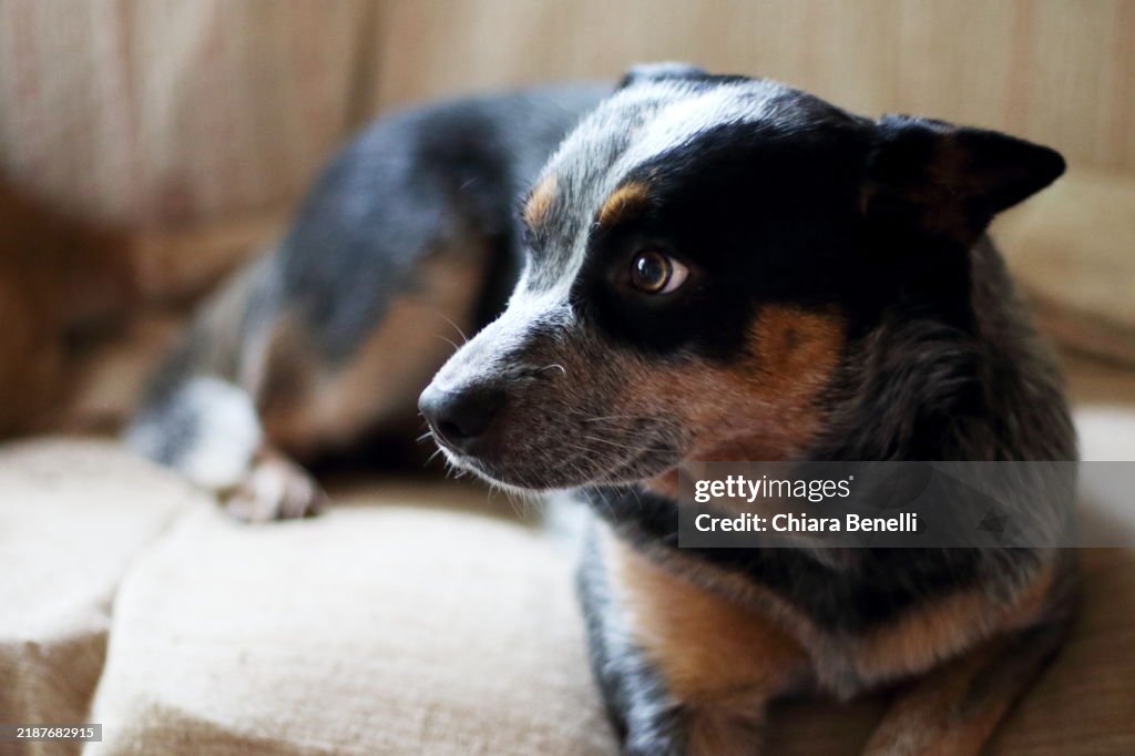 Australian Cattle Dog Portrait