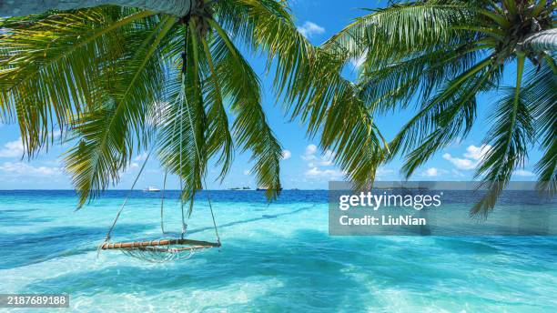 swing hanging from coconut palm tree on tropical beach by the turquoise sea - maldives stock pictures, royalty-free photos & images