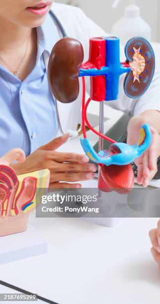 female doctor explain urinary issue - urologist stock pictures, royalty-free photos & images